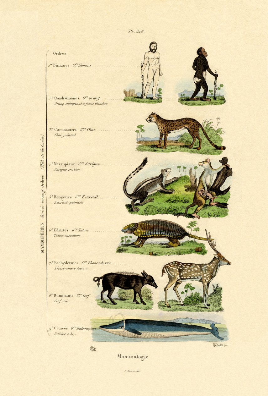 Mammalogy by French School
