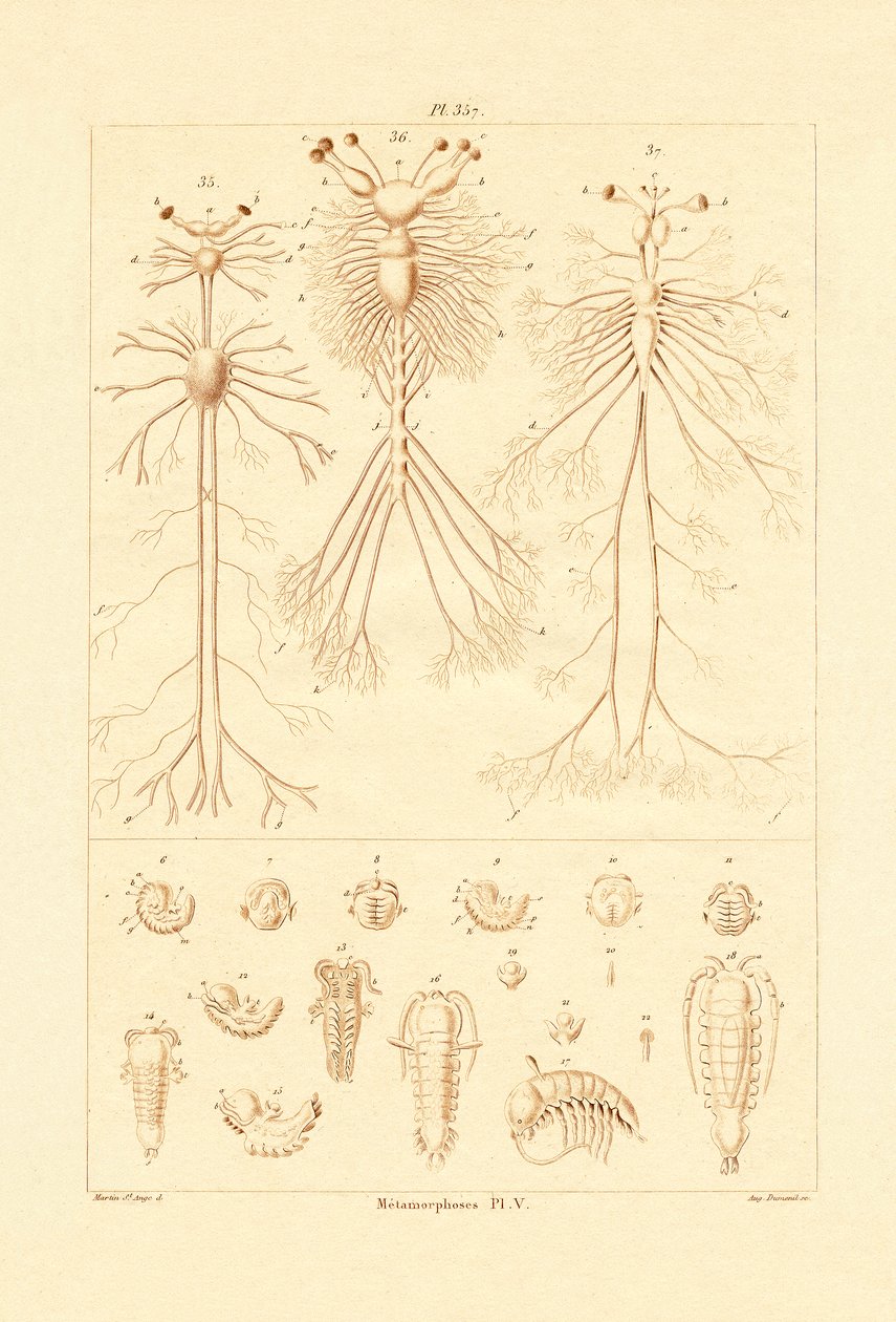 Metamorphosis by French School