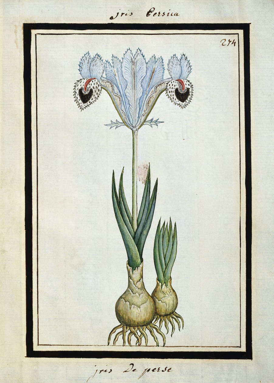 Persian Iris by French School