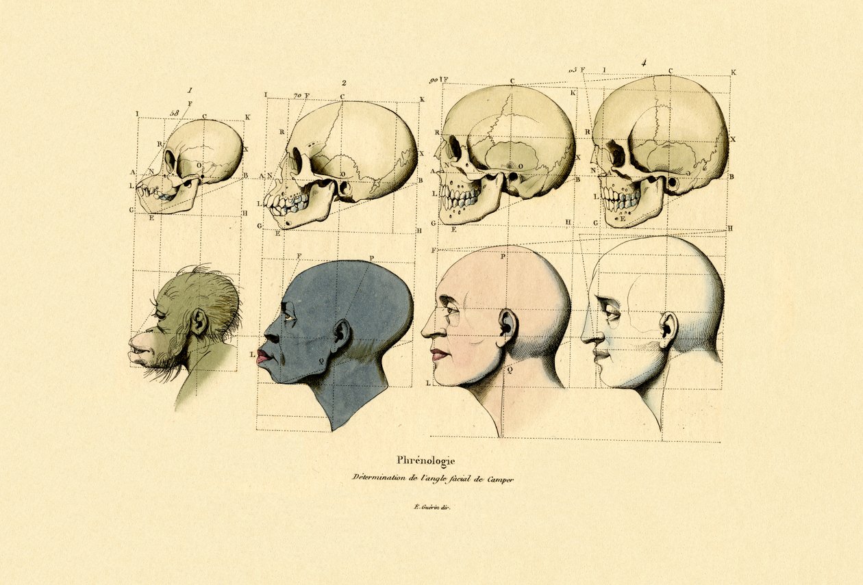 Phrenology, 1833-39 by French School