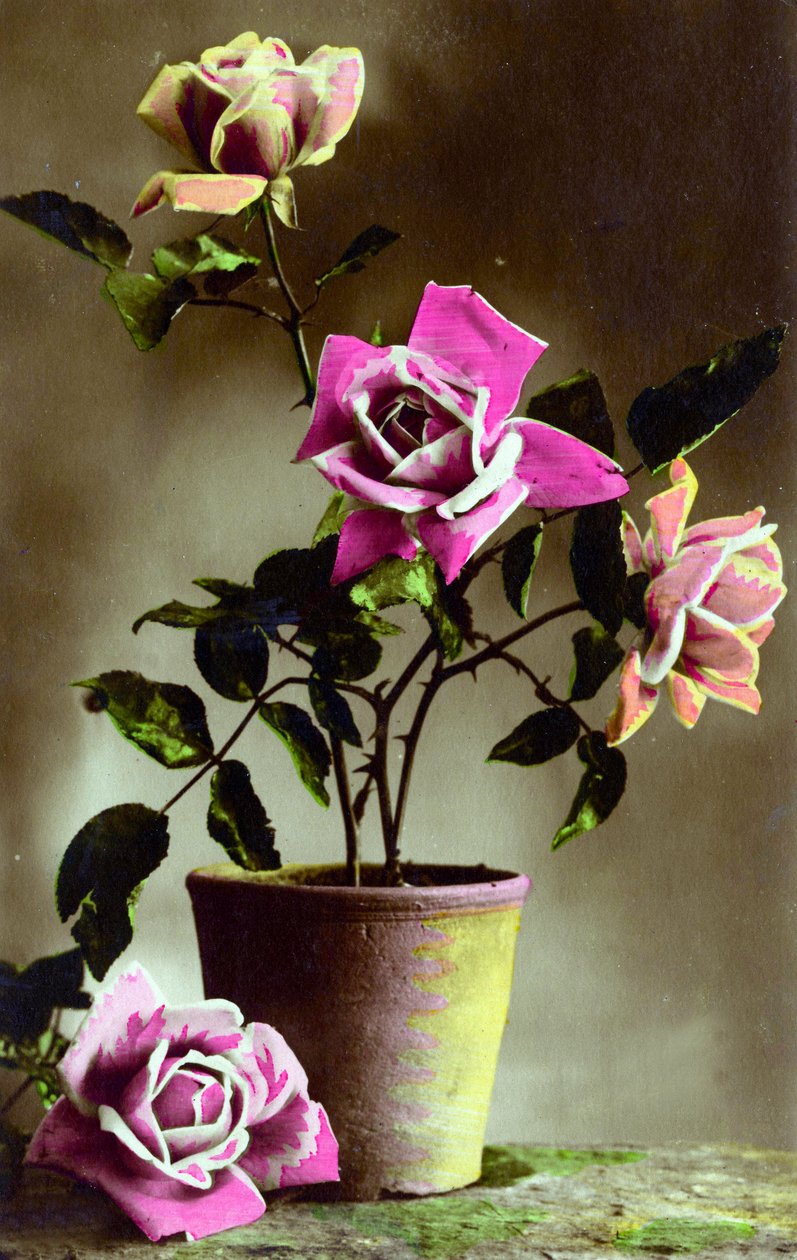 Potted Rose Bush by French School
