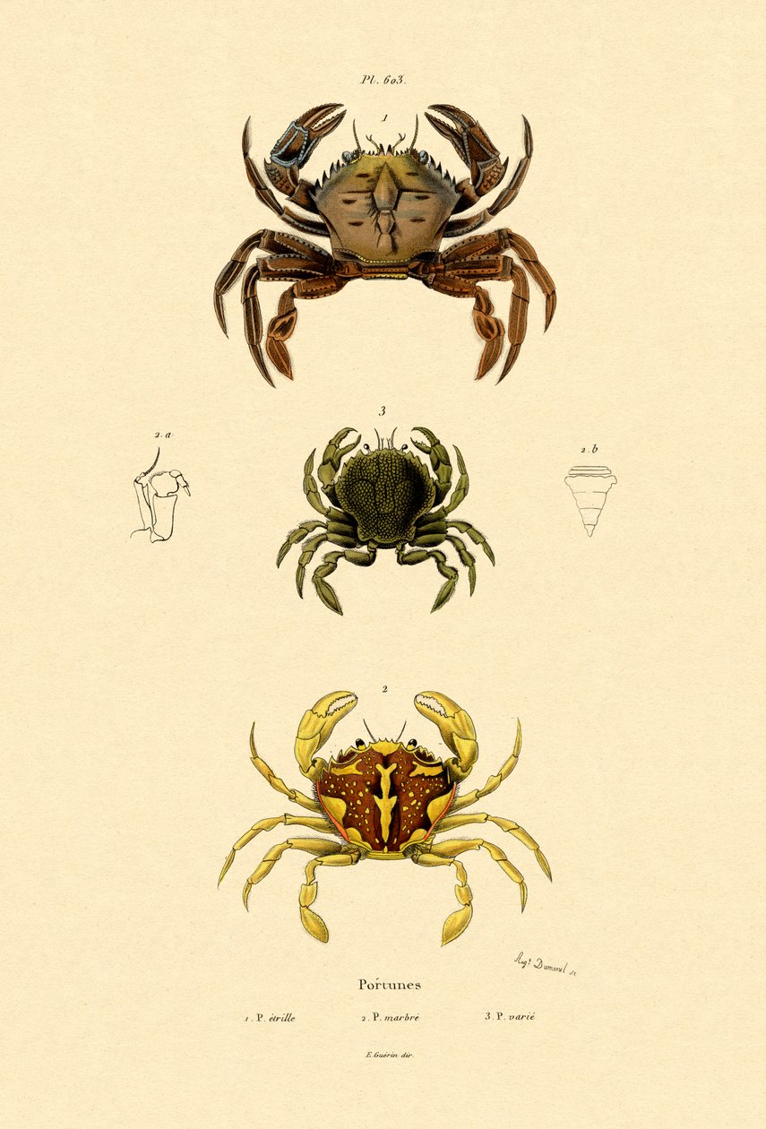 Swimming Crabs by French School