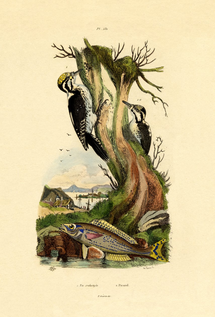 Three-toed Woodpecker by French School