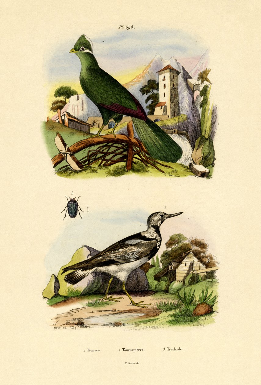 Turaco by French School