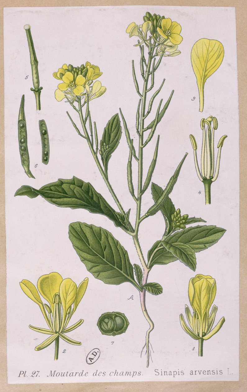 Wild Mustard by French School