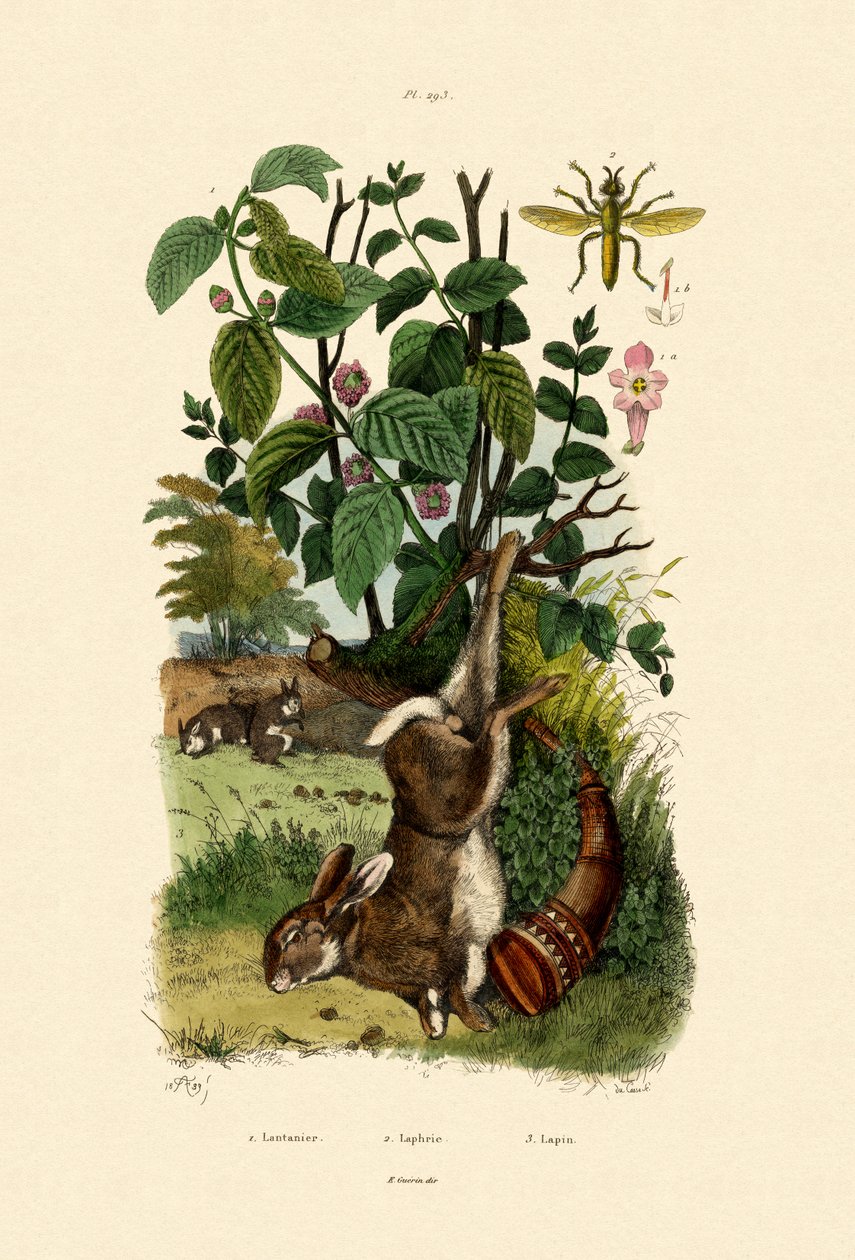 Wild Sage by French School