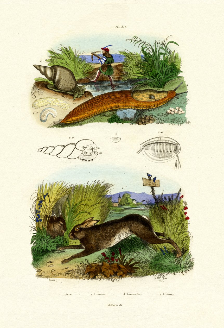 Yellow Slug by French School