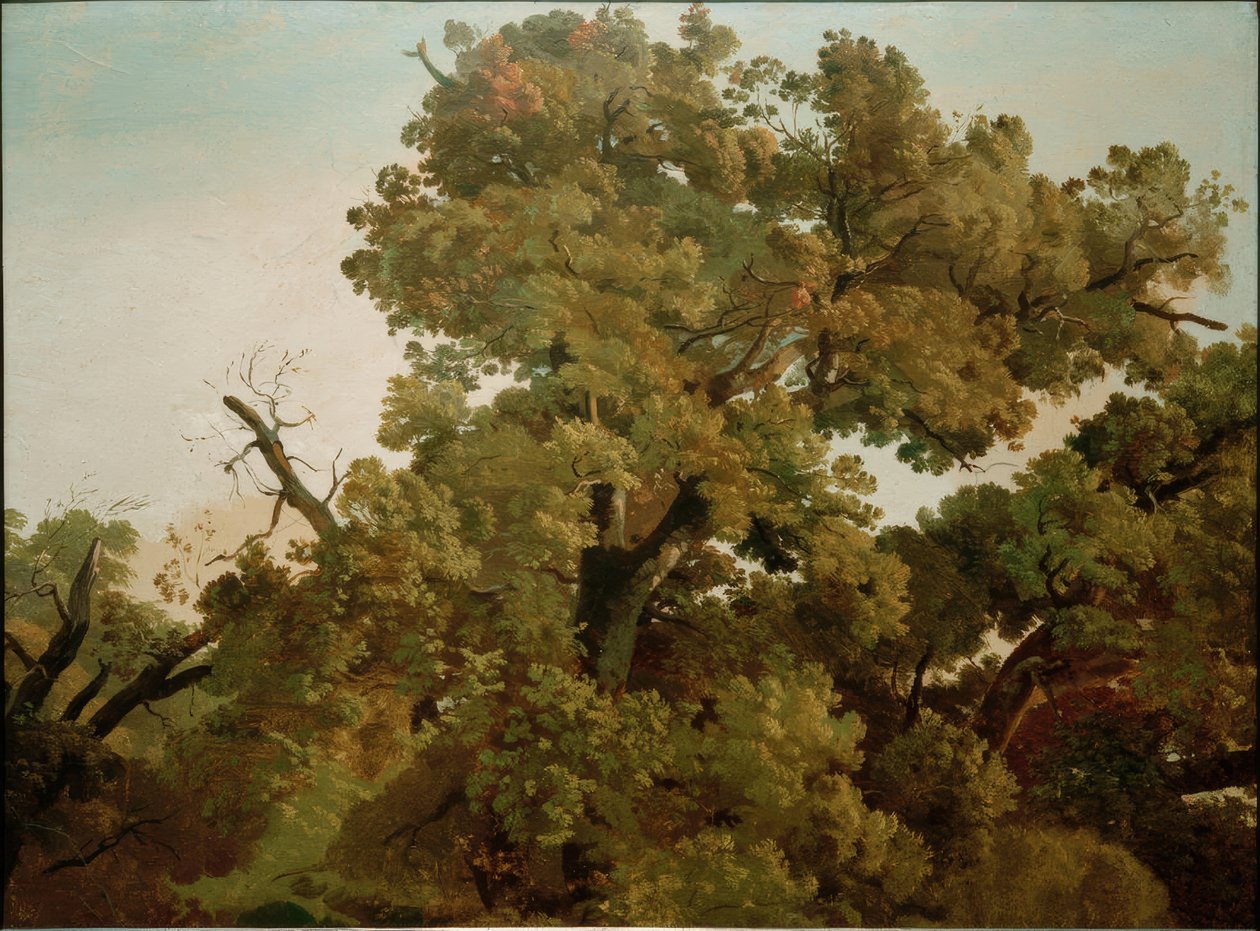 Oak by Friedrich Nerly