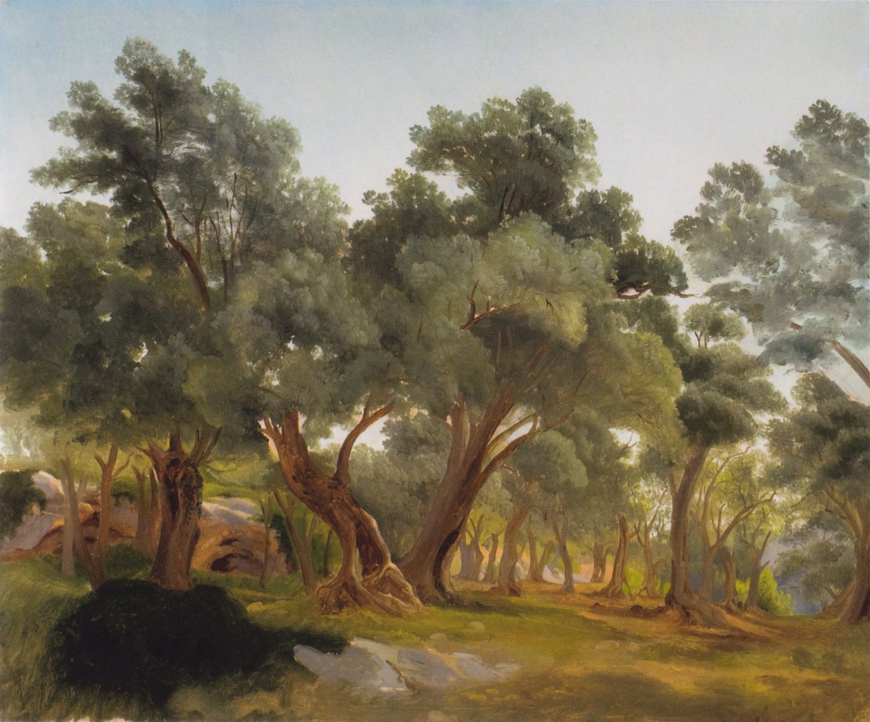 Olive Grove by Fritz Petzholdt