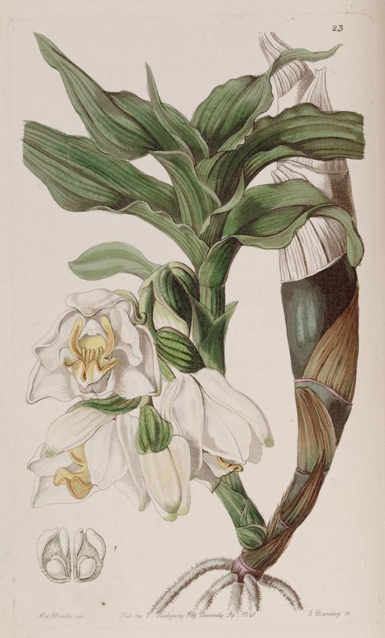 Chysis bractescens by G. Watts