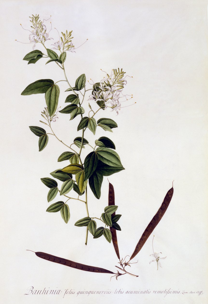 Bauhinia by Georg Dionysius Ehret