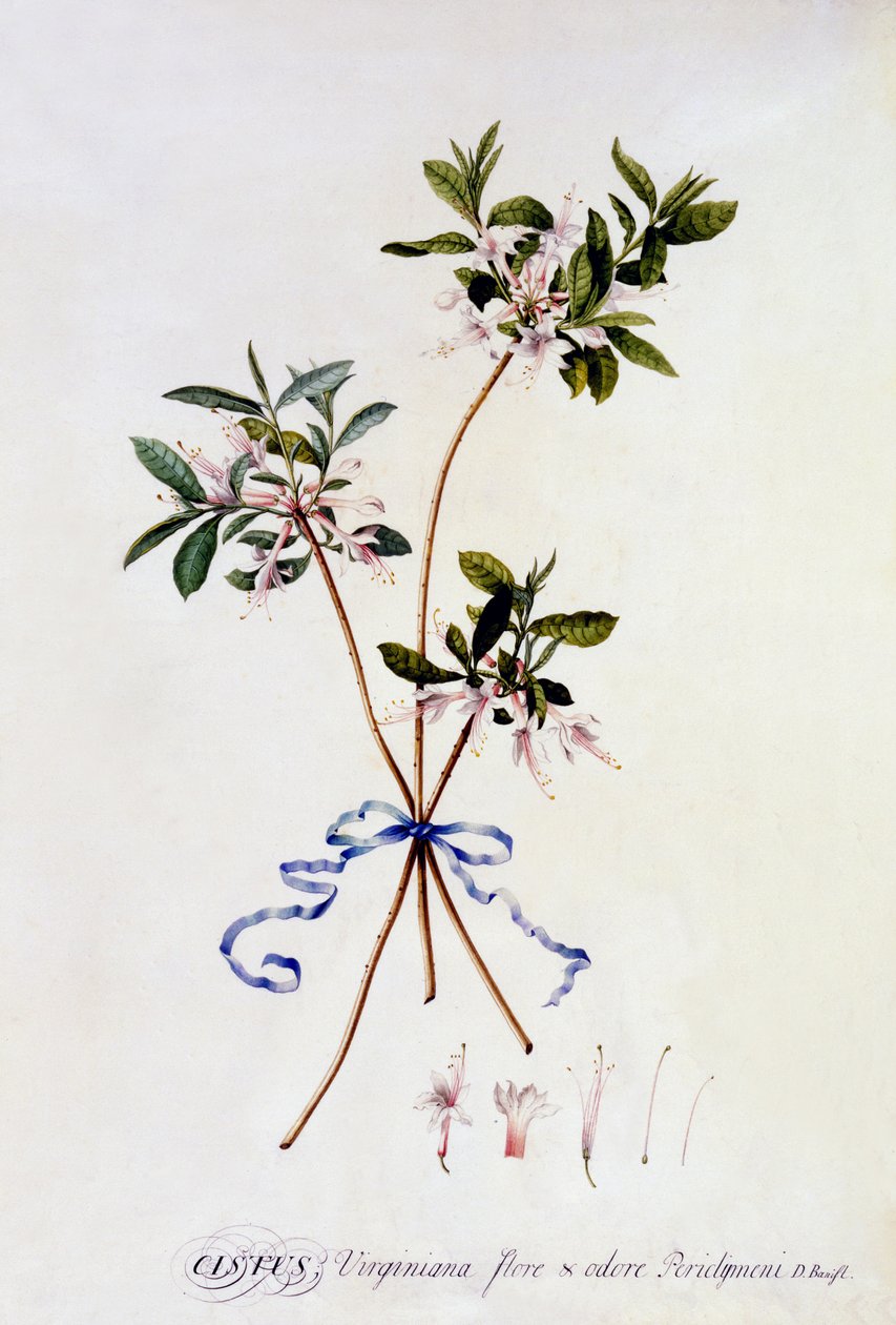 Cistus Virginiana by Georg Dionysius Ehret