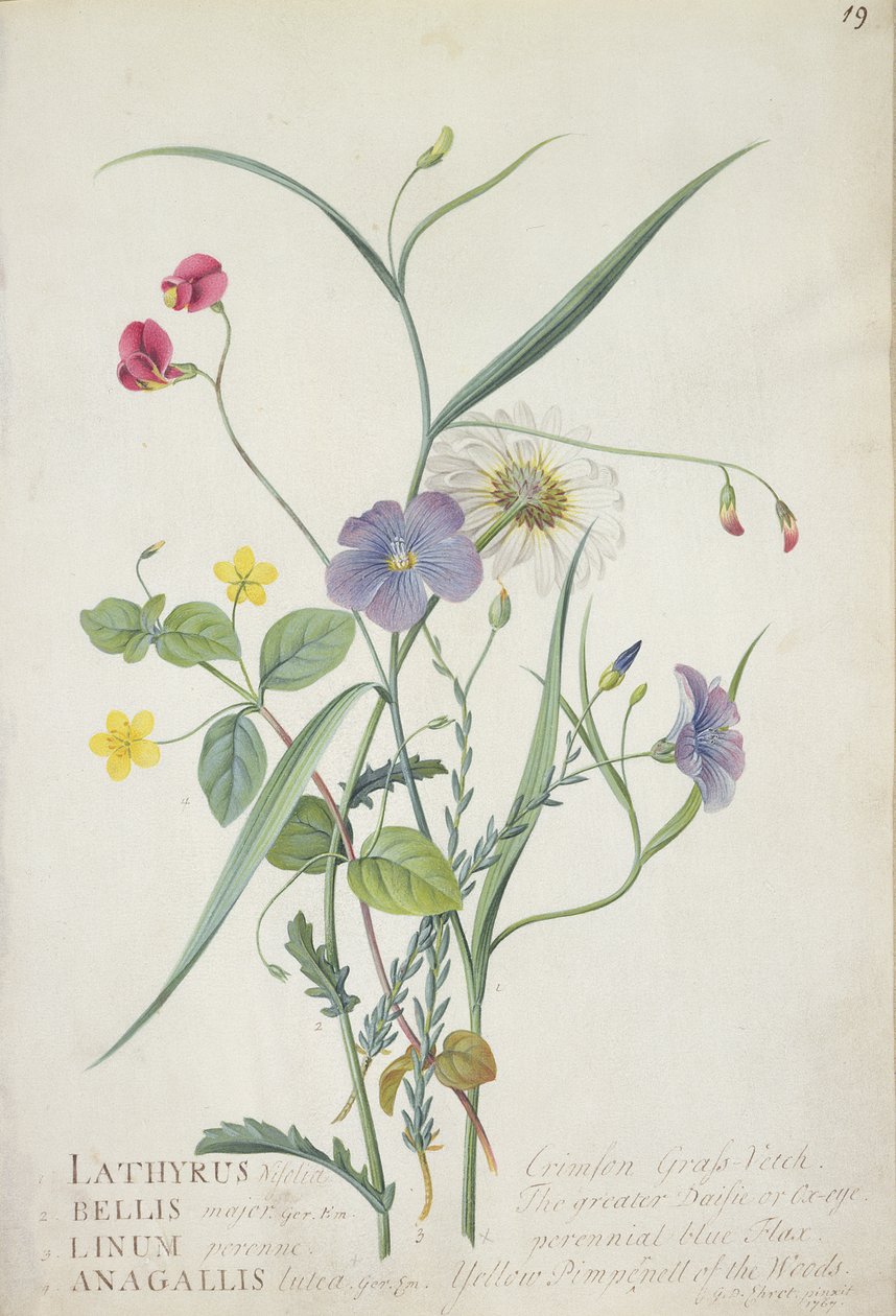 Lathyrus nissolia, Chrysanthemum leucanthemum, Linum perenne, Lysimachia nemorum by Georg Dionysius Ehret