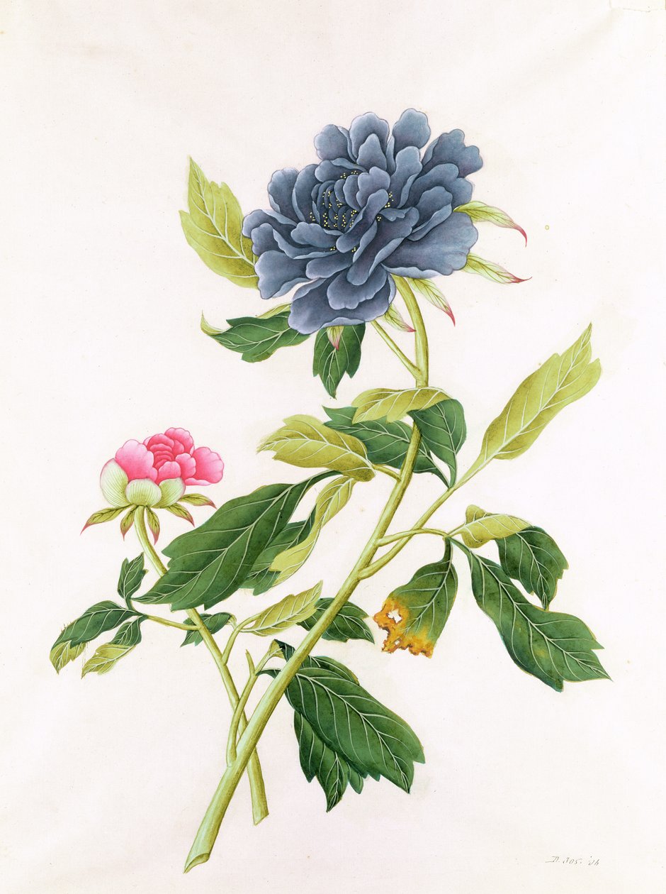 Peony by Georg Dionysius Ehret