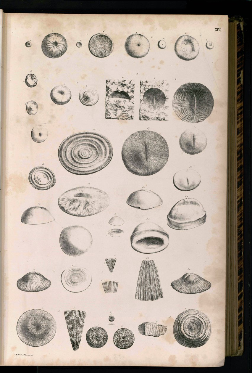 Plate 014 by Georg August Goldfuß