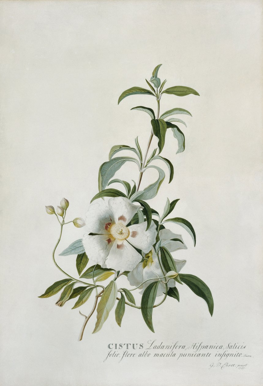 Cistus by Georg Dionysius Ehret