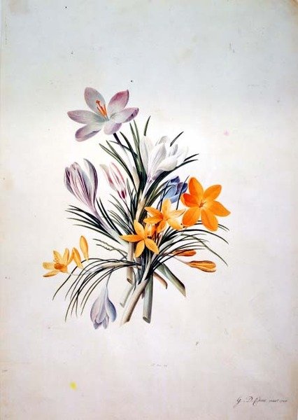 Crocus bunch by Georg Dionysius Ehret