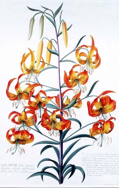 Tiger Lily by Georg Dionysius Ehret