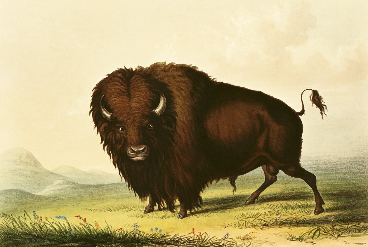 A Bison by George Catlin