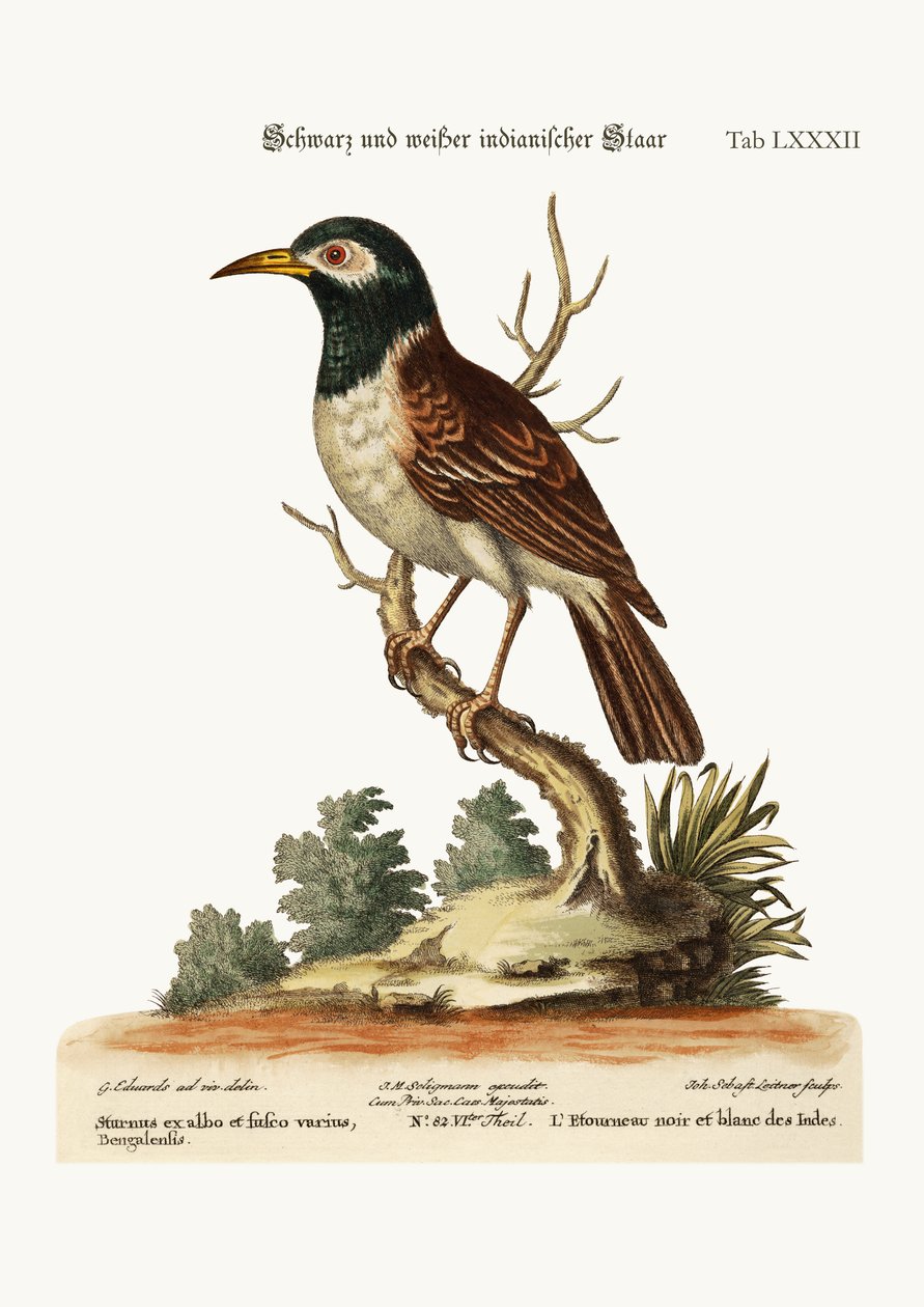 The Black and White Indian Starling, 1749-73 by George Edwards