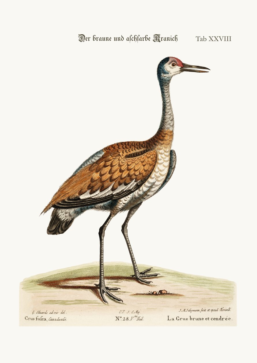 The Brown and Ash-coloured Crane, 1749-73 by George Edwards