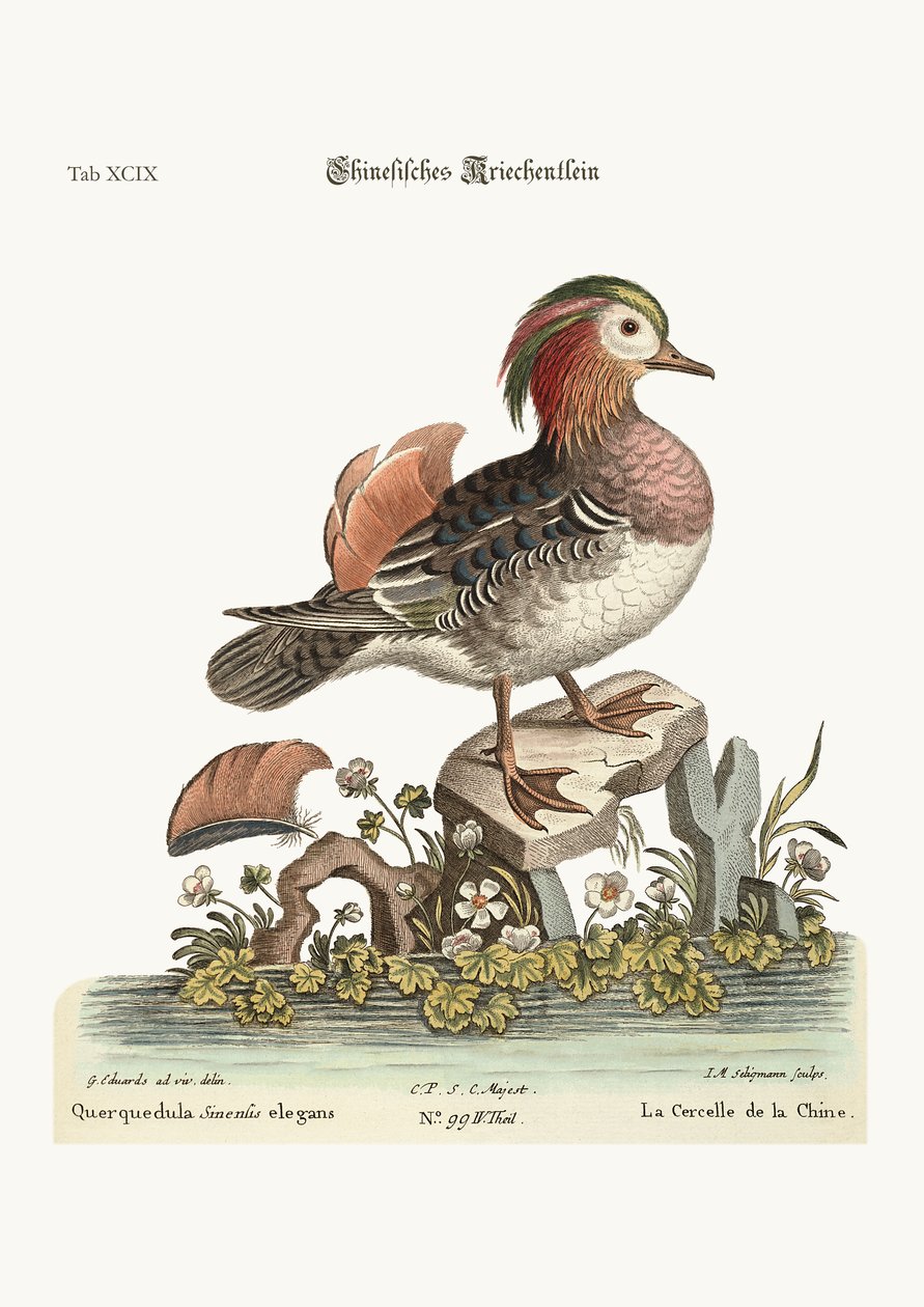 The Chinese Teal by George Edwards