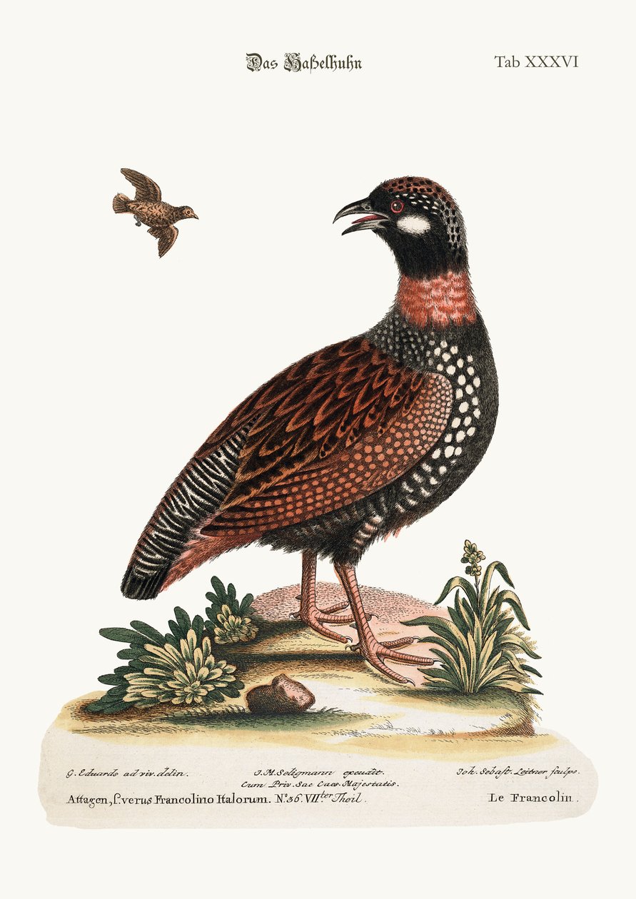 The Francolin by George Edwards