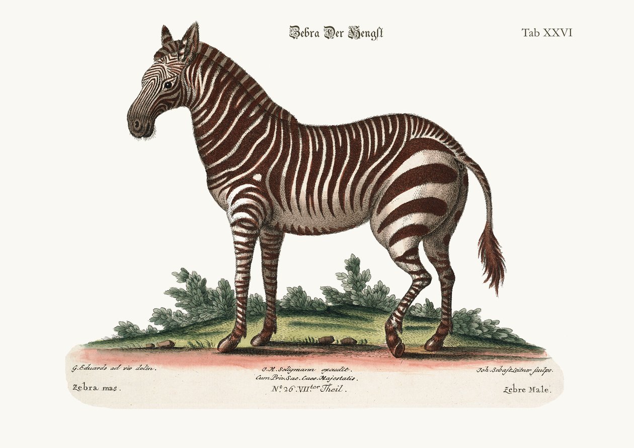 The Male Zebra by George Edwards