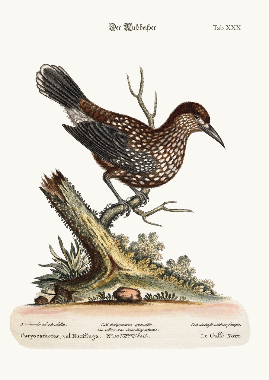 The Nut-Cracker by George Edwards