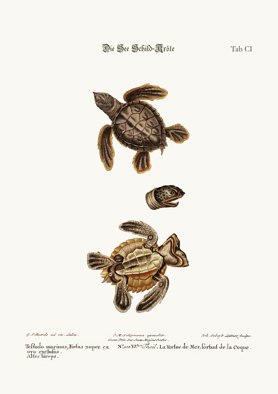 The Sea-Tortoise by George Edwards