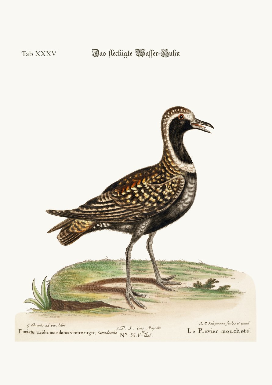 The Spotted Plover by George Edwards