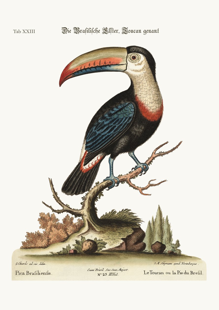 The Toucan or Brasilian Pye, 1749-73 by George Edwards