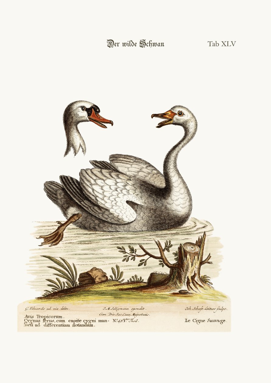 The Wild Swan by George Edwards