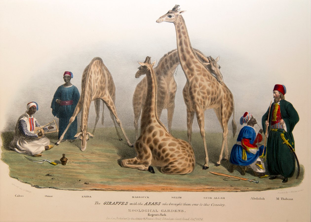 The Giraffes with the Arabs, 1836 by George the Elder Scharf