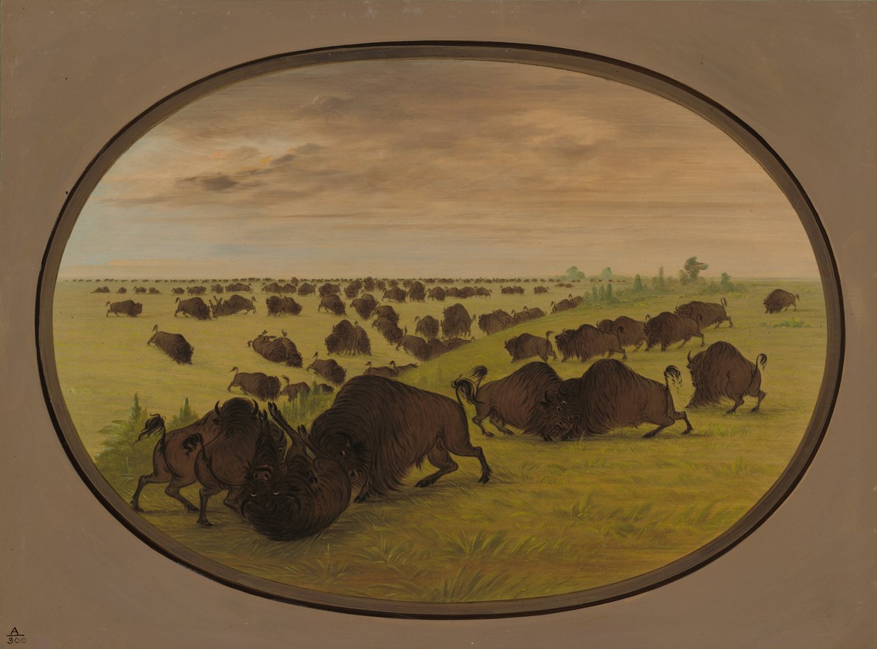 Bulls Fighting by George Catlin