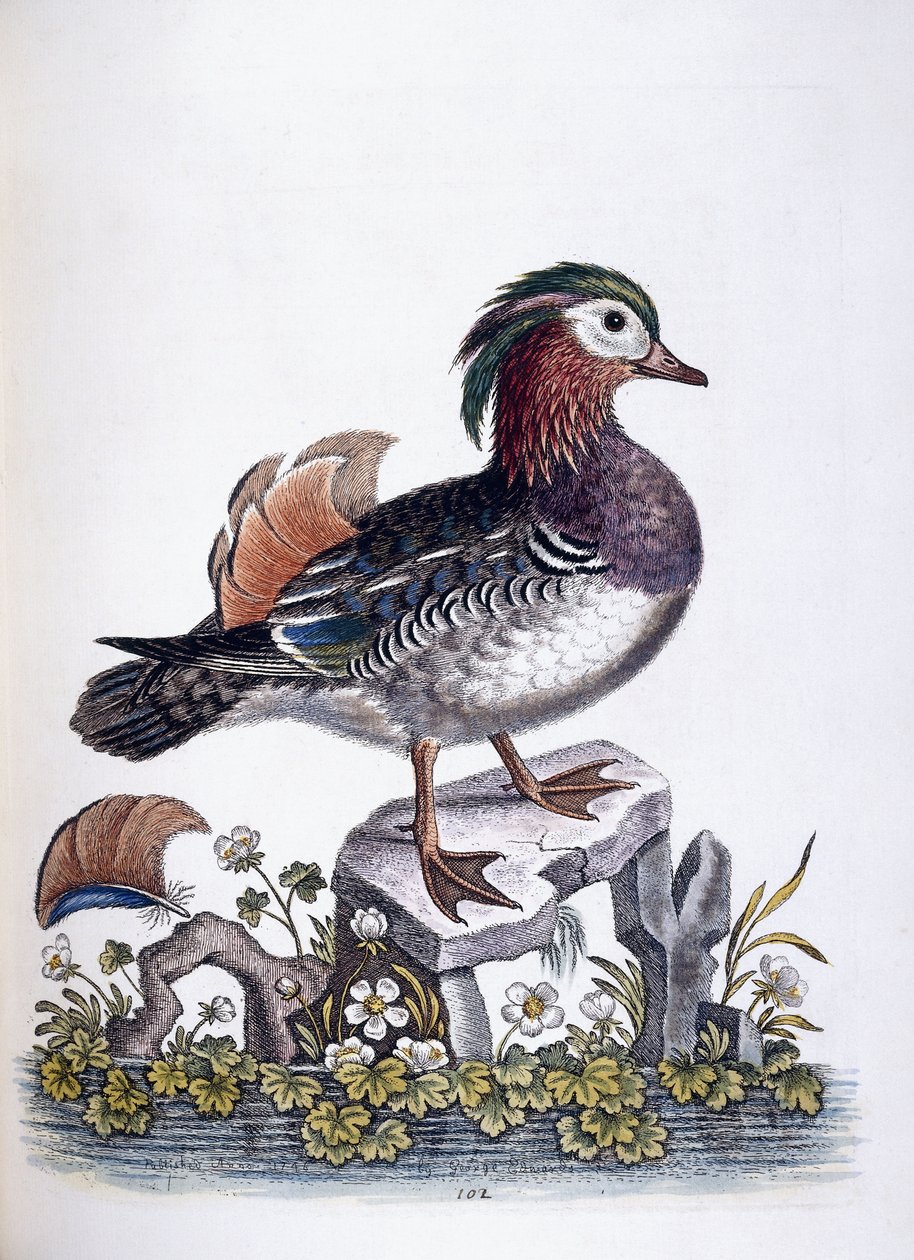 Chinese Teal by George Edwards