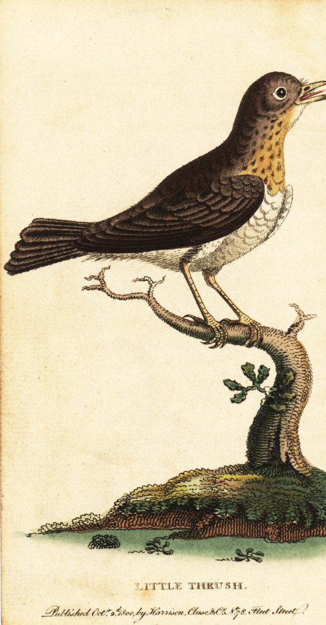 Little thrush, Turdus minor (1800) by George Edwards