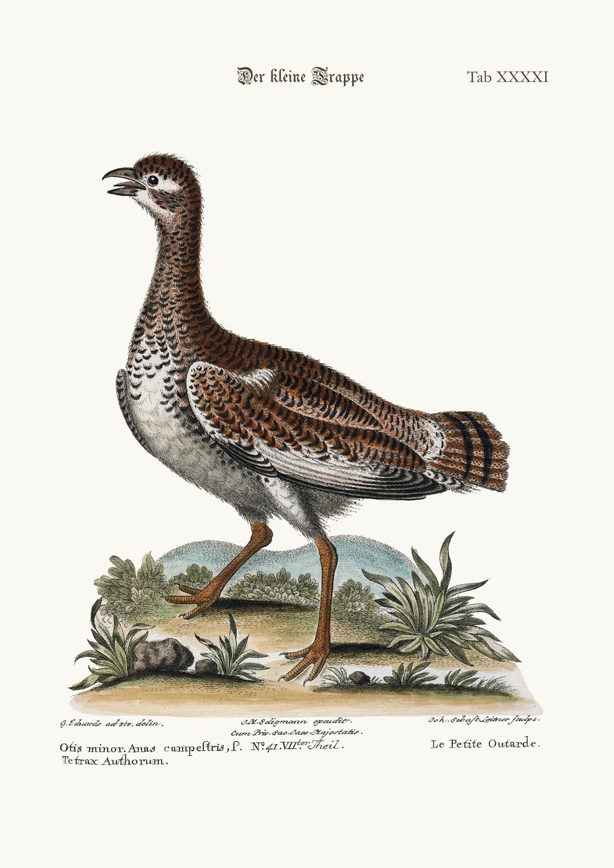 The Little Bustard by George Edwards