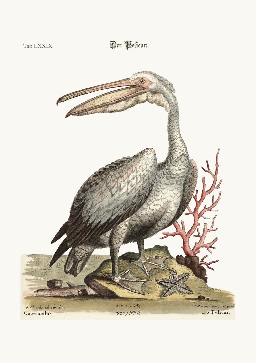 The Pelican, 1749-73 by George Edwards