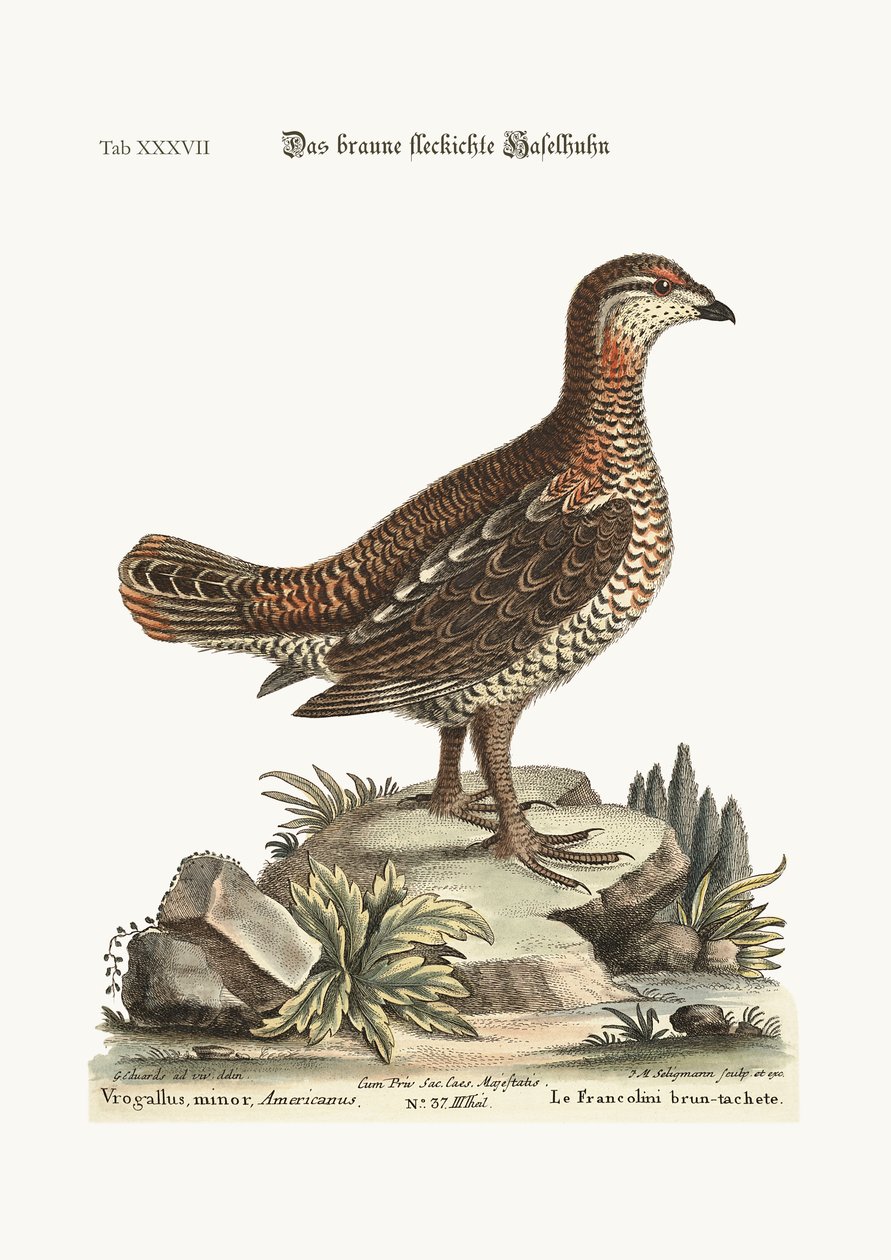 The Brown and Spotted Heathcock by George Edwards