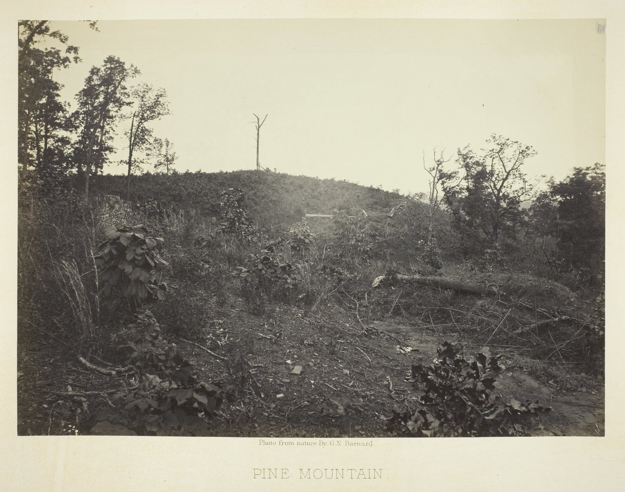 Pine Mountain by George N. Barnard