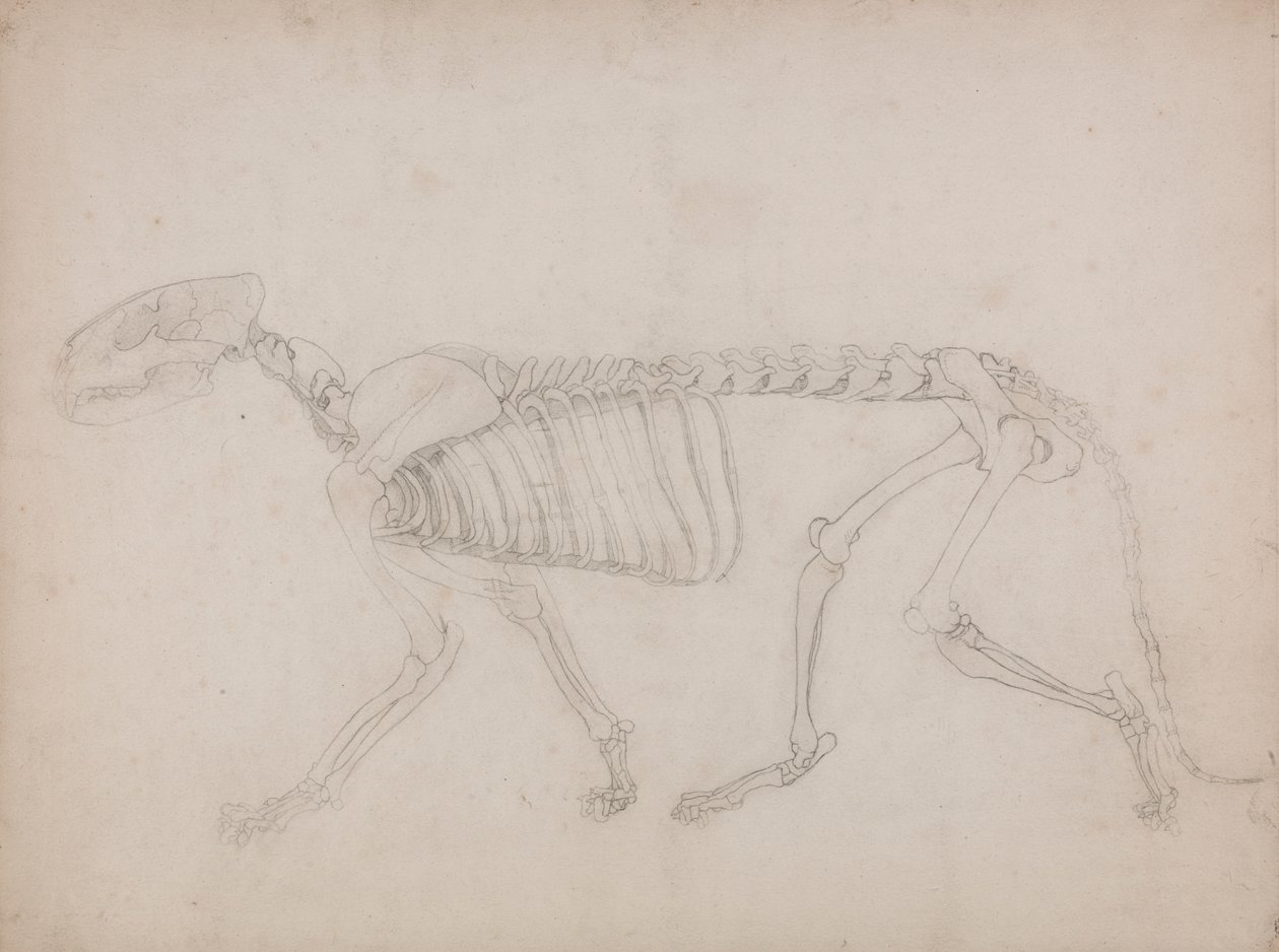 Tiger Skeleton, Lateral View by George Stubbs