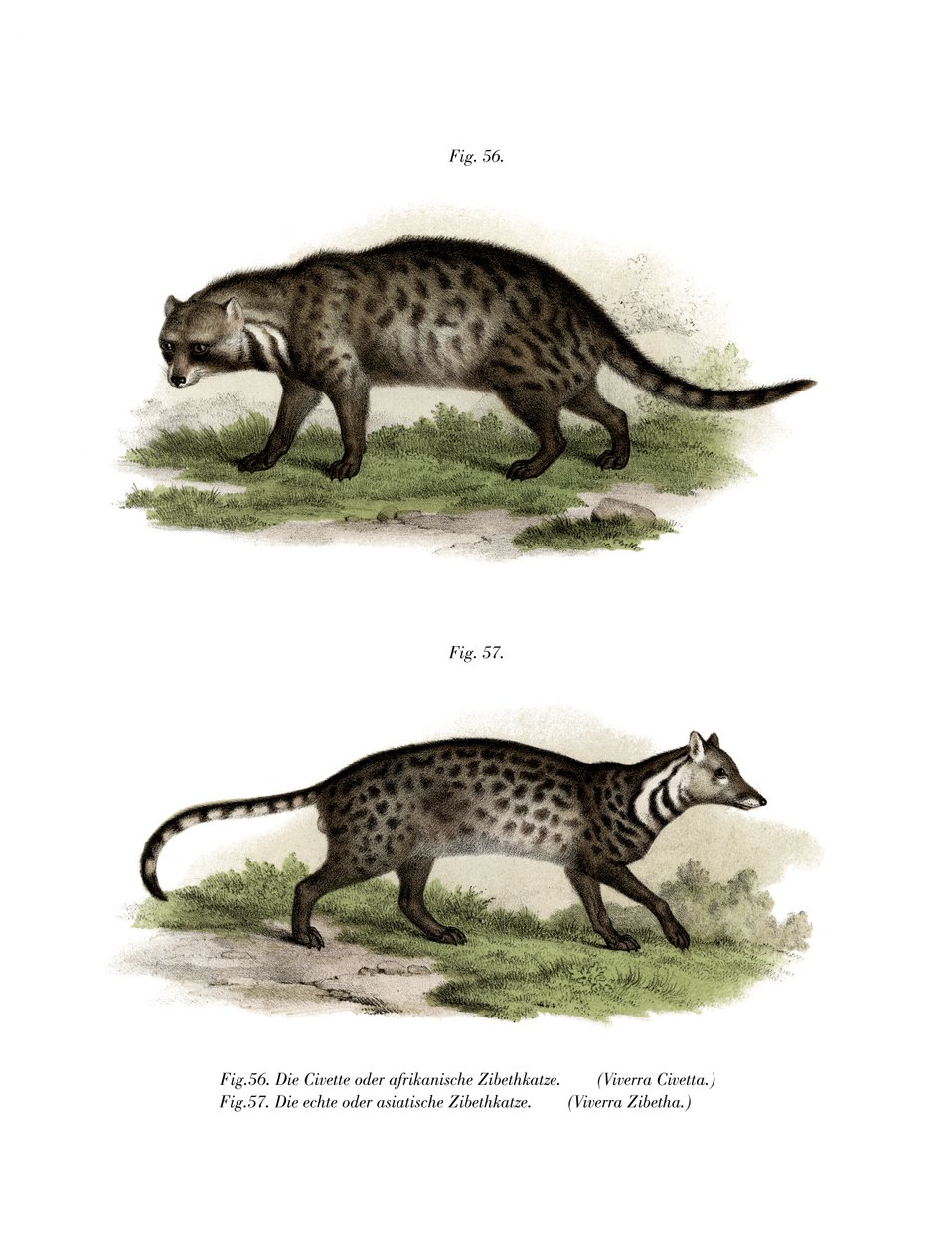 African Civet by German School