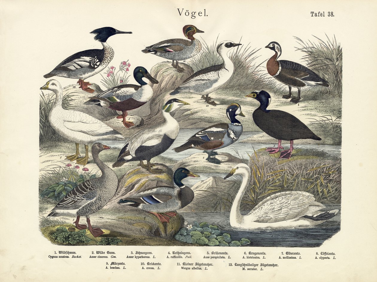 Birds by German School