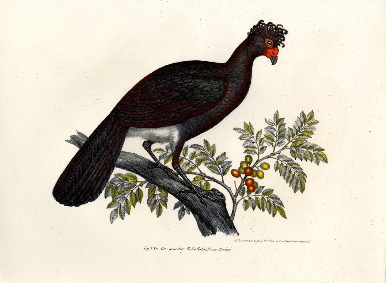 Black Curassow by German School