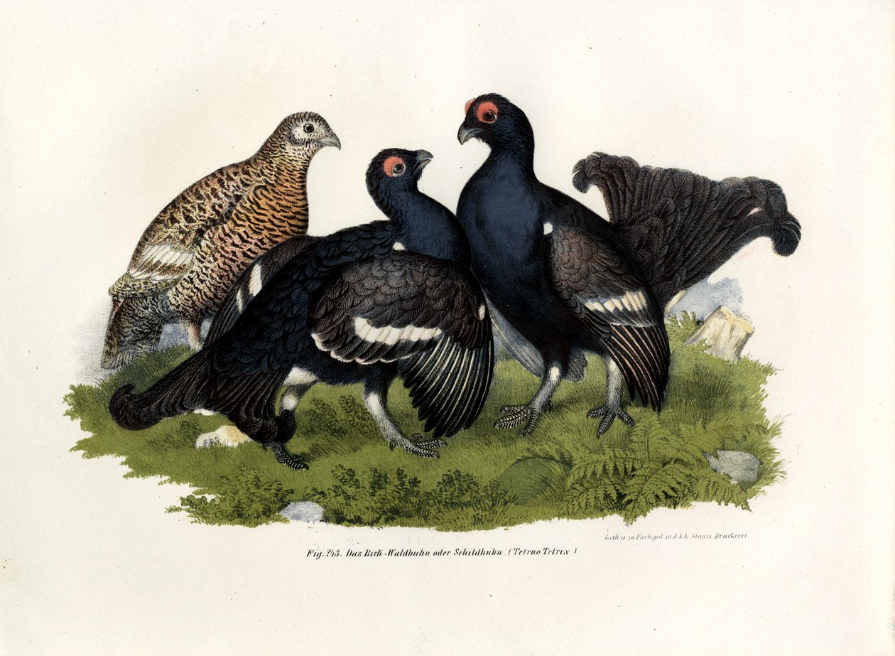Black Grouse by German School