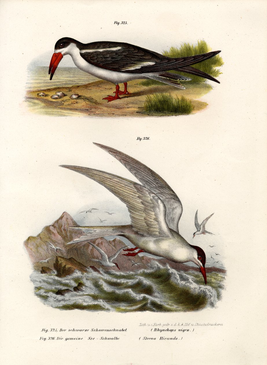 Black Skimmer by German School