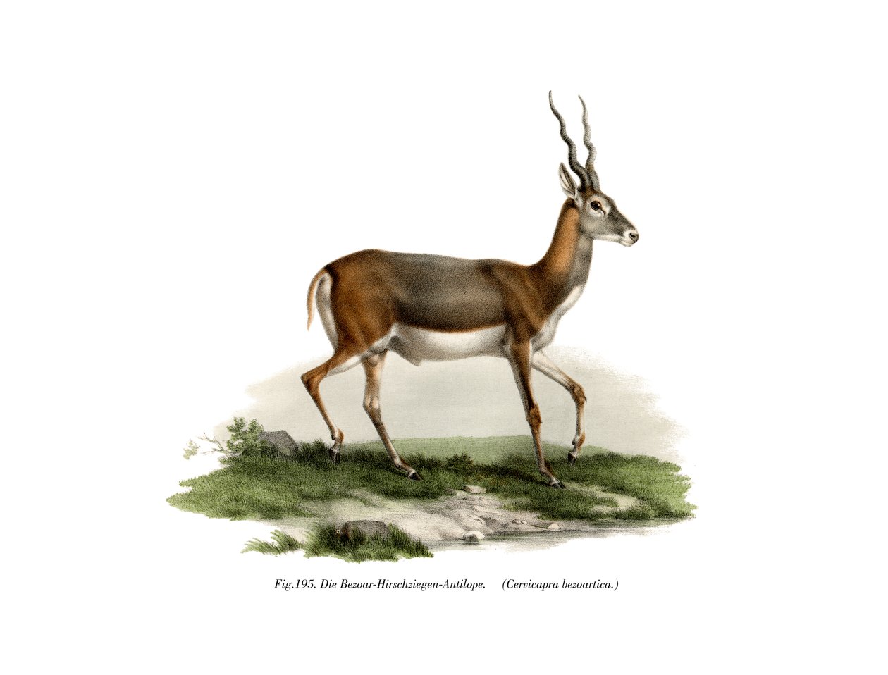 Blackbuck by German School