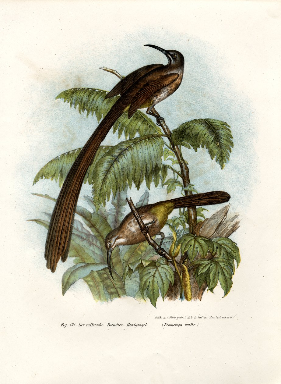Cape Sugarbird by German School