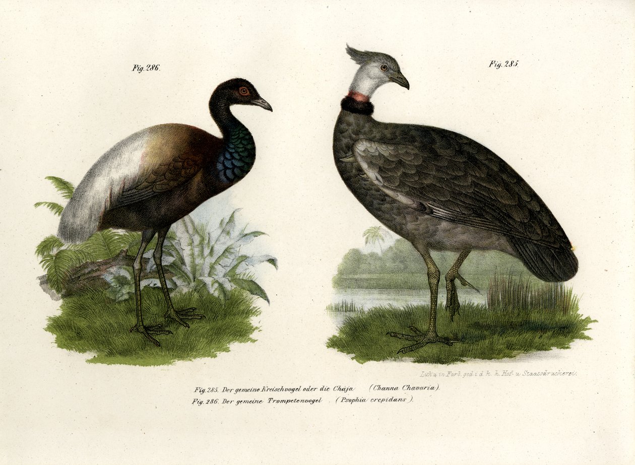 Chaja Bird by German School